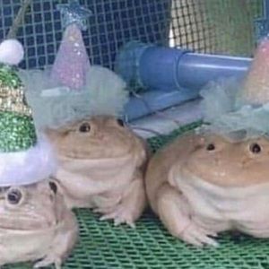 Meet your Posher, Abby